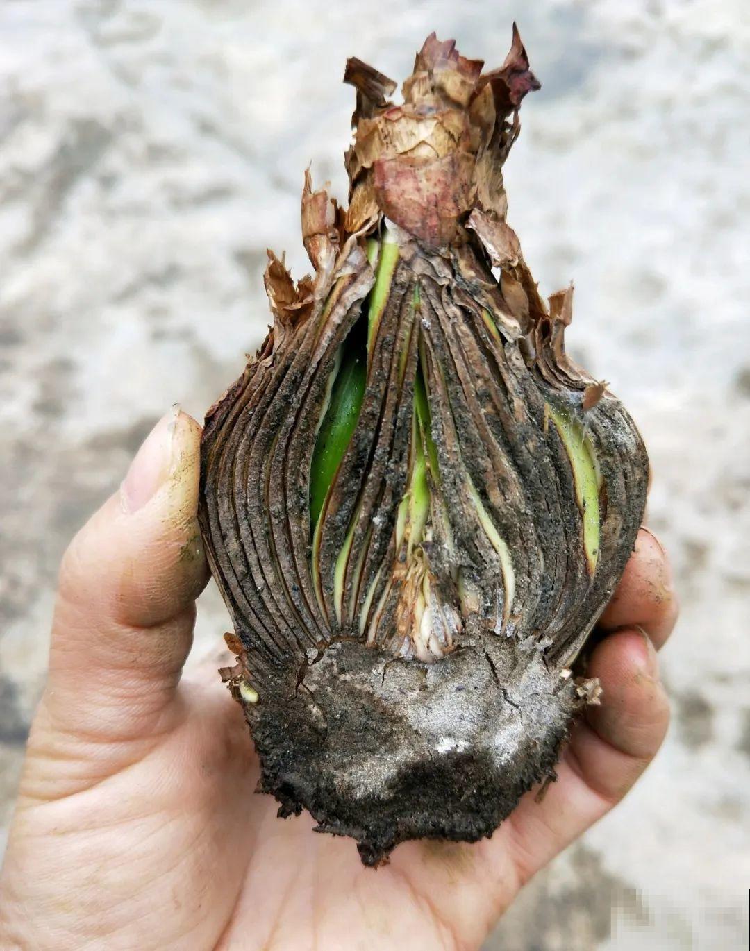 养花要狠得下心,枝条剁八段,呼呼长成新盆栽 养花要狠得下心,枝条剁八段,呼呼长成新盆栽