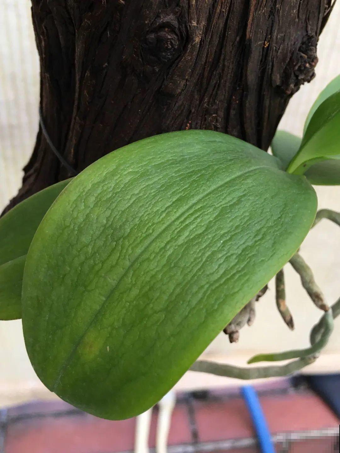 不用施肥打药,这花旱它几个月,疯狂爆花! 不用施肥打药,这花旱它几个月,疯狂爆花!