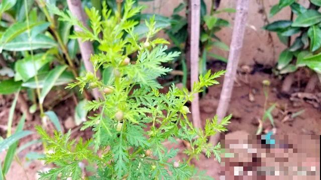 路边这些草，居然都是杀虫剂，赶紧薅一把养花用！