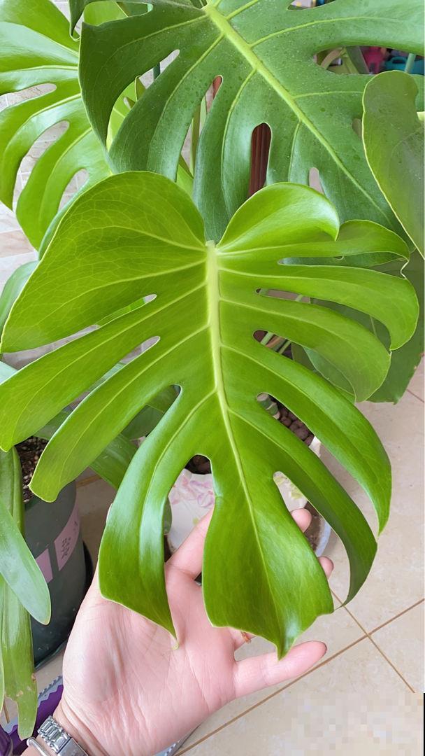 君子兰的大白根，就得喂点花生才长得更好，根系粗得像萝卜