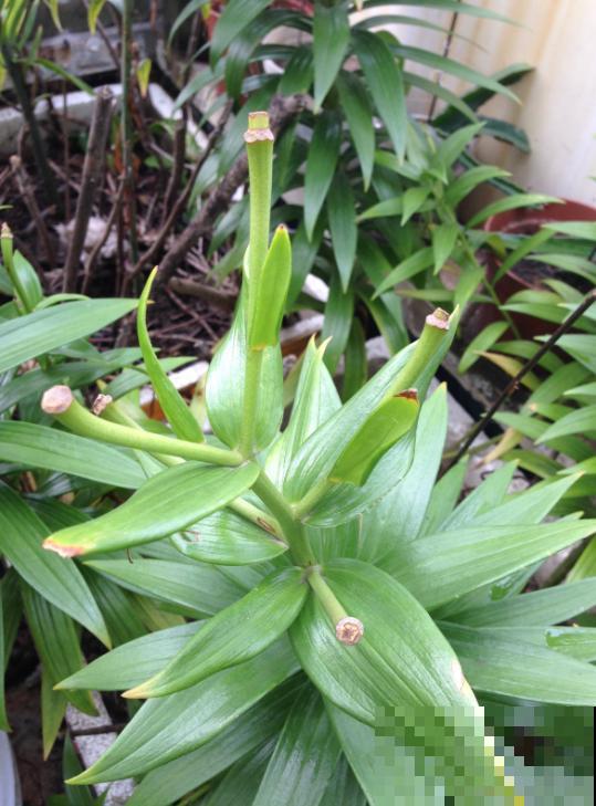 3种花，不要随便剪叶子，否则剪完不开花，亏了！