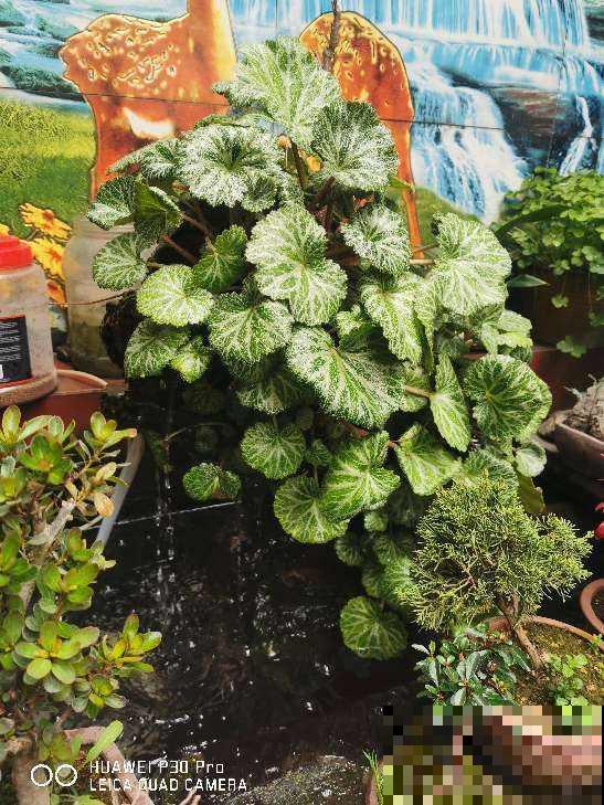 现在流行种草啦,6种草比花还要美,只养一种就够了 现在流行种草啦,6种草比花还要美,只养一种就够了