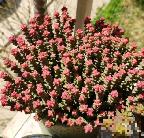 这种多肉,爆盆太可怕了,叶子多得往外溢! 这种多肉,爆盆太可怕了,叶子多得往外溢!