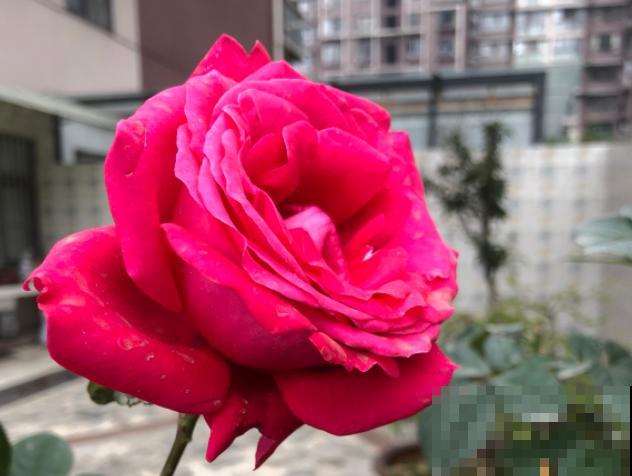 8款冷门月季,表现特别好,但是养的人不多! 8款冷门月季,表现特别好,但是养的人不多!