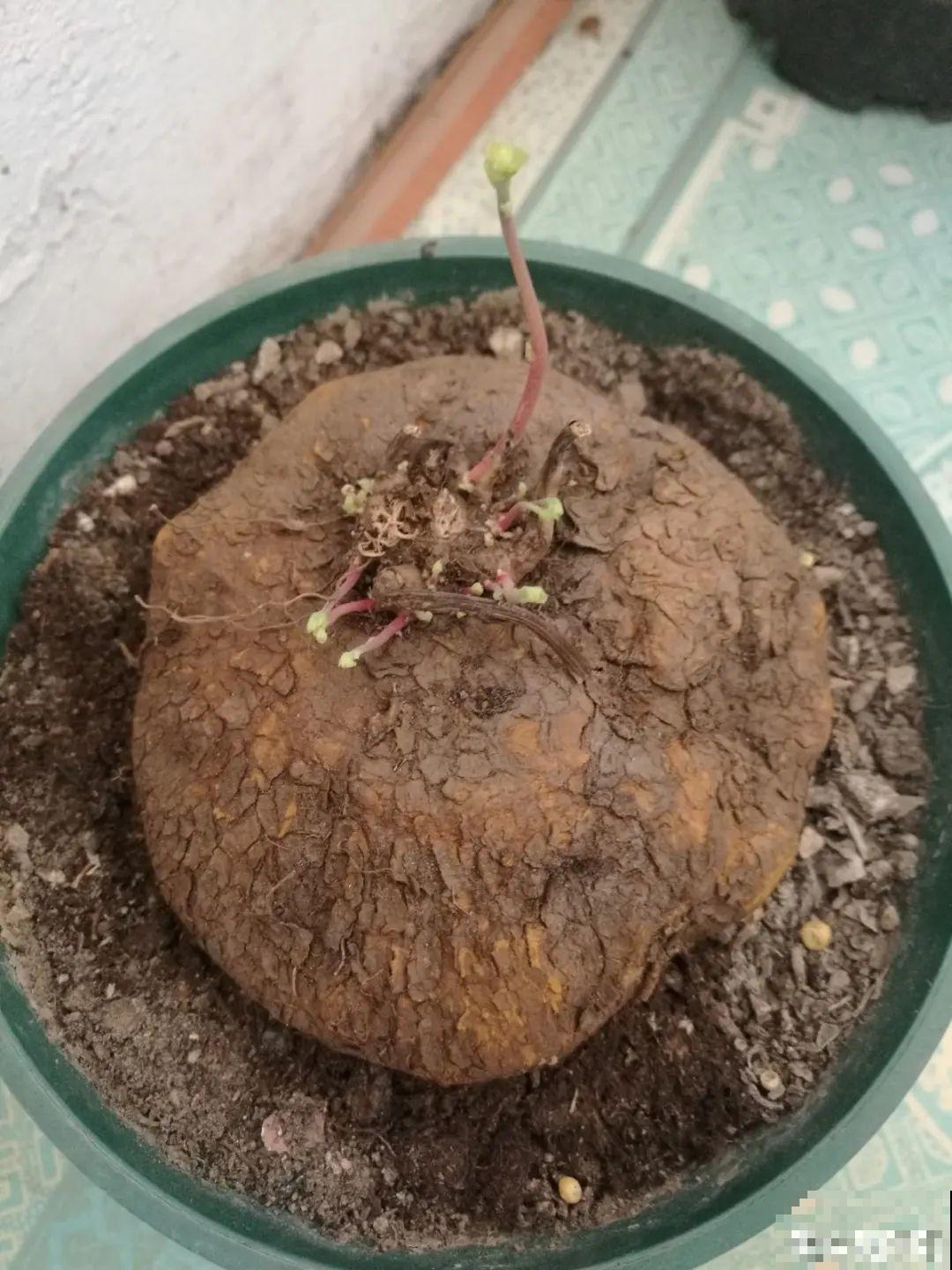 大土豆埋土里,2个月变成绿窗帘,1个月不浇水照样活! 大土豆埋土里,2个月变成绿窗帘,1个月不浇水照样活!