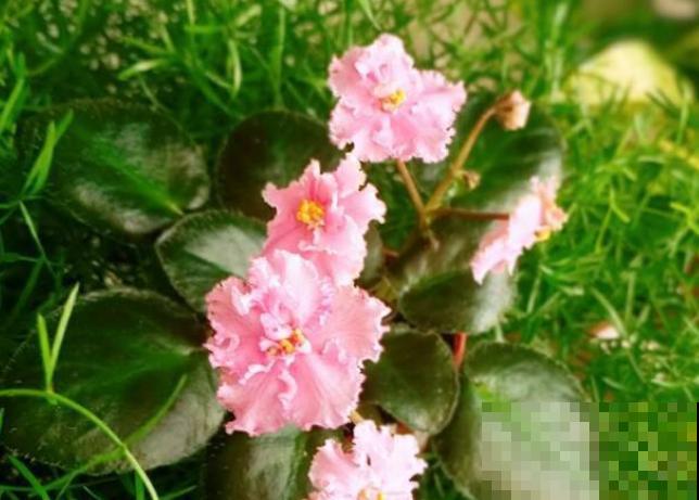 4种人间富贵花,雍容典雅、富贵逼人,一眼就被吸引了! 4种人间富贵花,雍容典雅、富贵逼人,一眼就被吸引了!