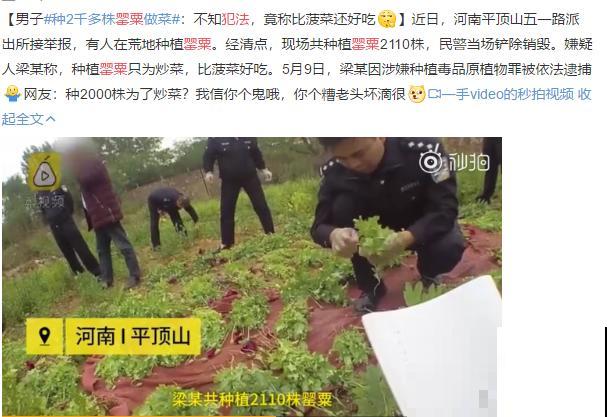 7种花不要随便挖，轻则罚款，重则坐牢！