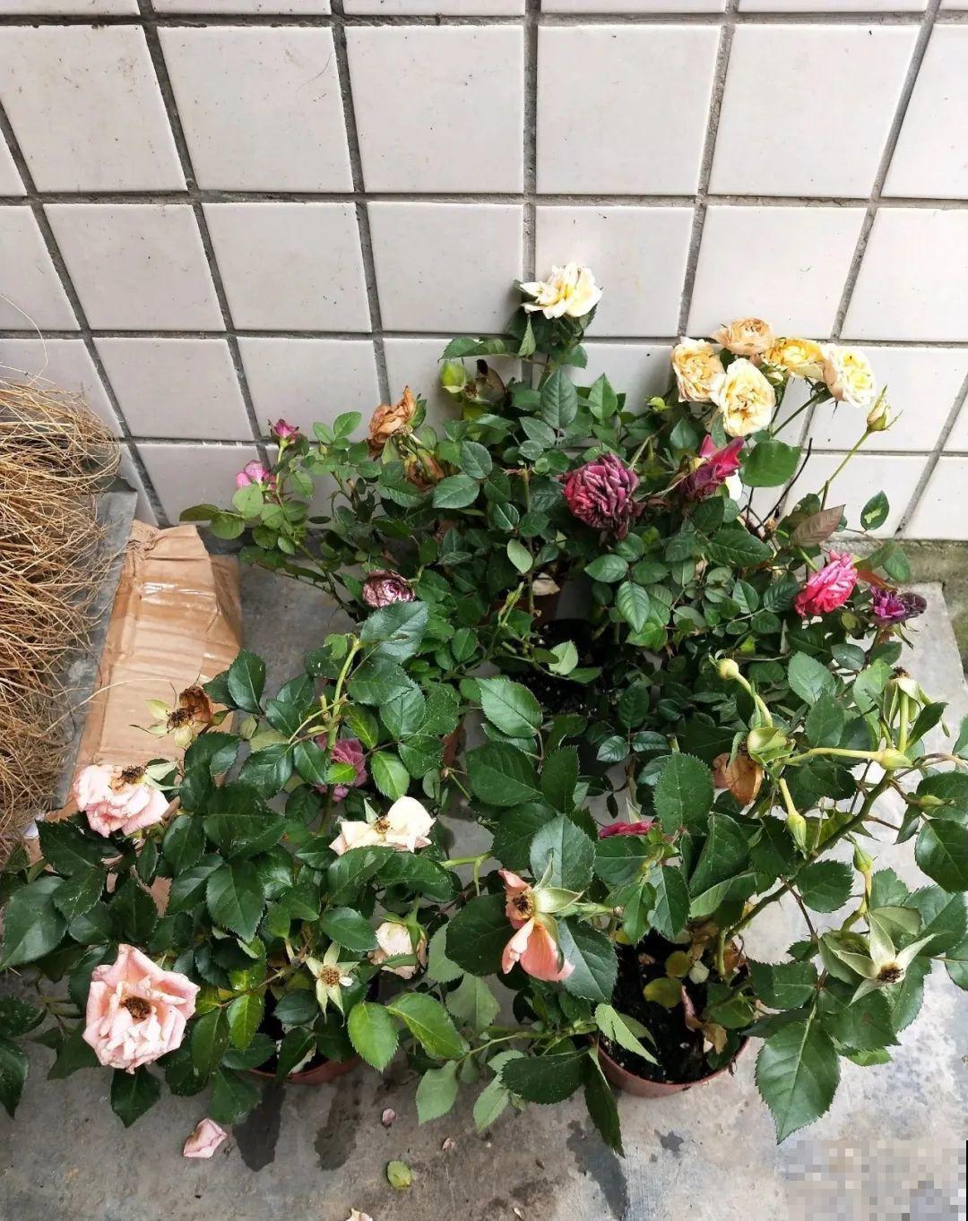 周末去花市捡漏，这花竟然1块钱1棵，赶紧买！