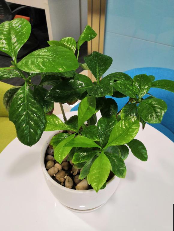 这3种花,水培比土培好养多了,花苞冒不停! 这3种花,水培比土培好养多了,花苞冒不停!