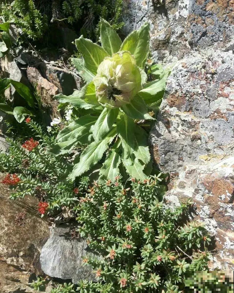 7种花不要随便挖，轻则罚款，重则坐牢！