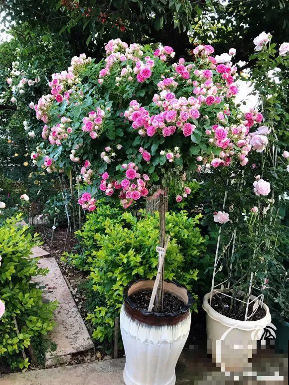 女儿辞职，回家养花，老爸说：15亩地，你负责养花，我负责蔬果！