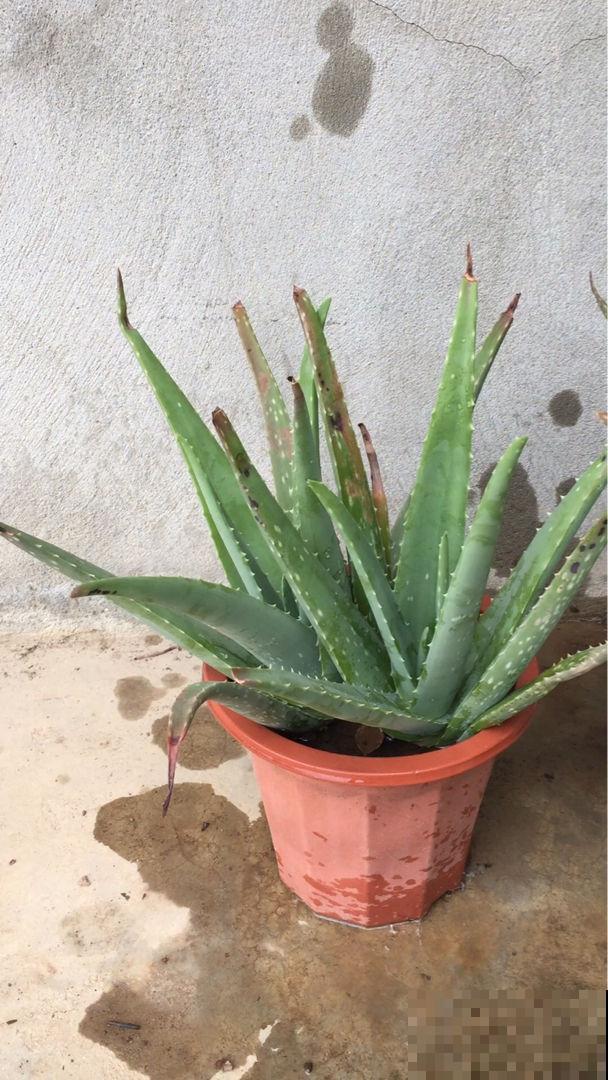 家里的吊兰总是干尖，剪一剪多喷水，叶子油亮翠绿