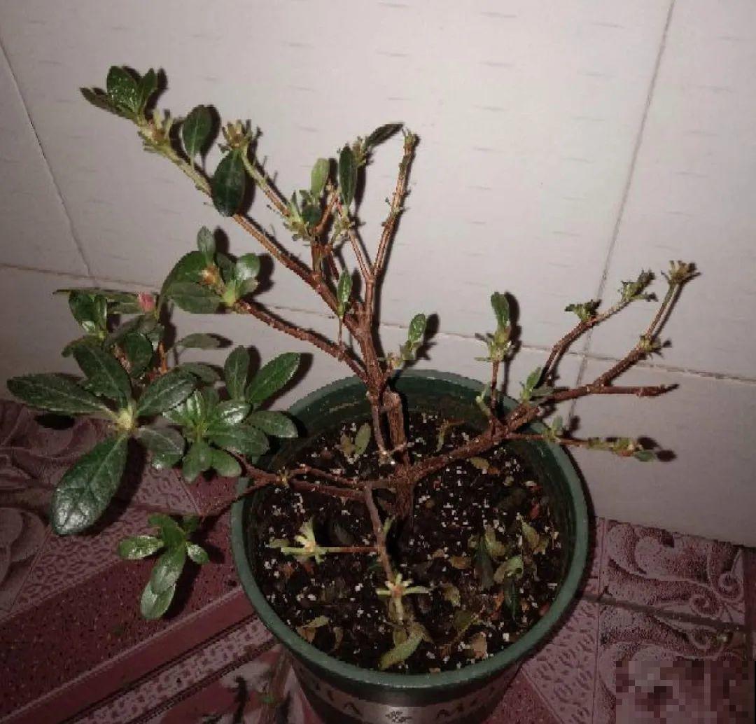 花养成光杆司令，赶紧这么救，3天冒新芽！