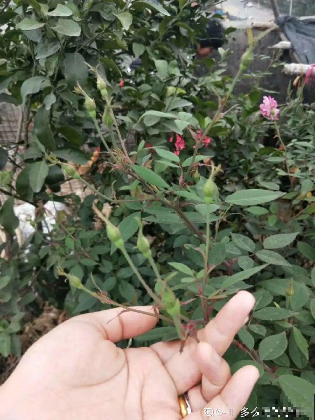 周末去花市捡漏，这花竟然1块钱1棵，赶紧买！