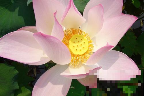 这花有20多个名字，多数人却只知道2个，看完长见识！
