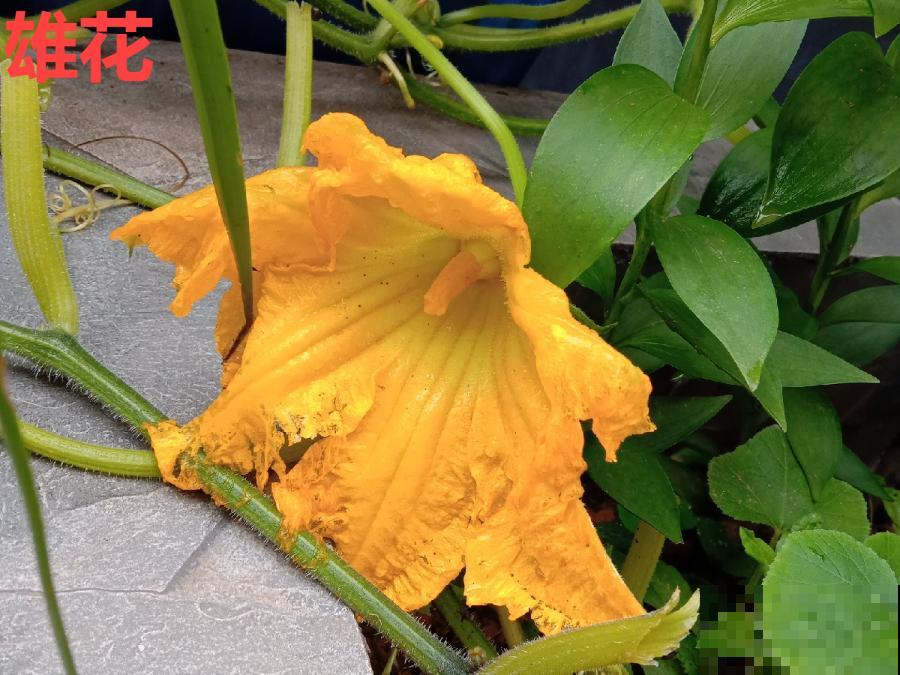 夏天这8种花，可以当菜吃，再不摘就没了！