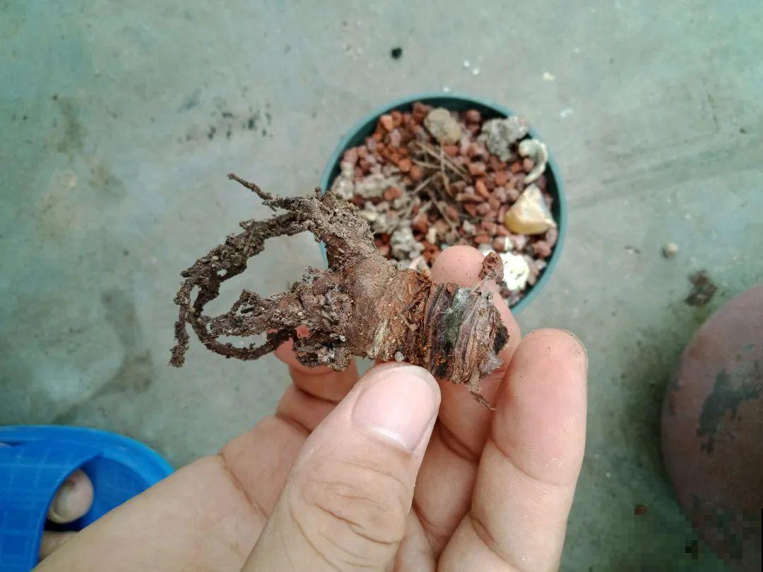 38℃高温，家里的花挺不过去，只剩盆了！