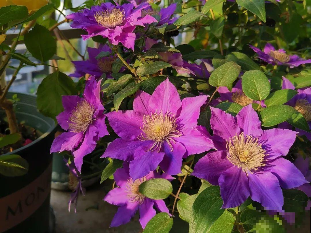 1种花现在剪,芽窜得更多,开出整面大花墙 1种花现在剪,芽窜得更多,开出整面大花墙