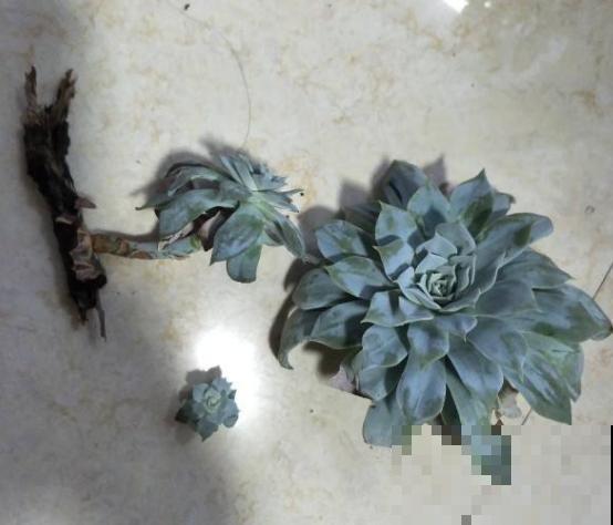 这个时节多肉长气根了,一定要注意了,不然等着收空盆吧! 这个时节多肉长气根了,一定要注意了,不然等着收空盆吧!