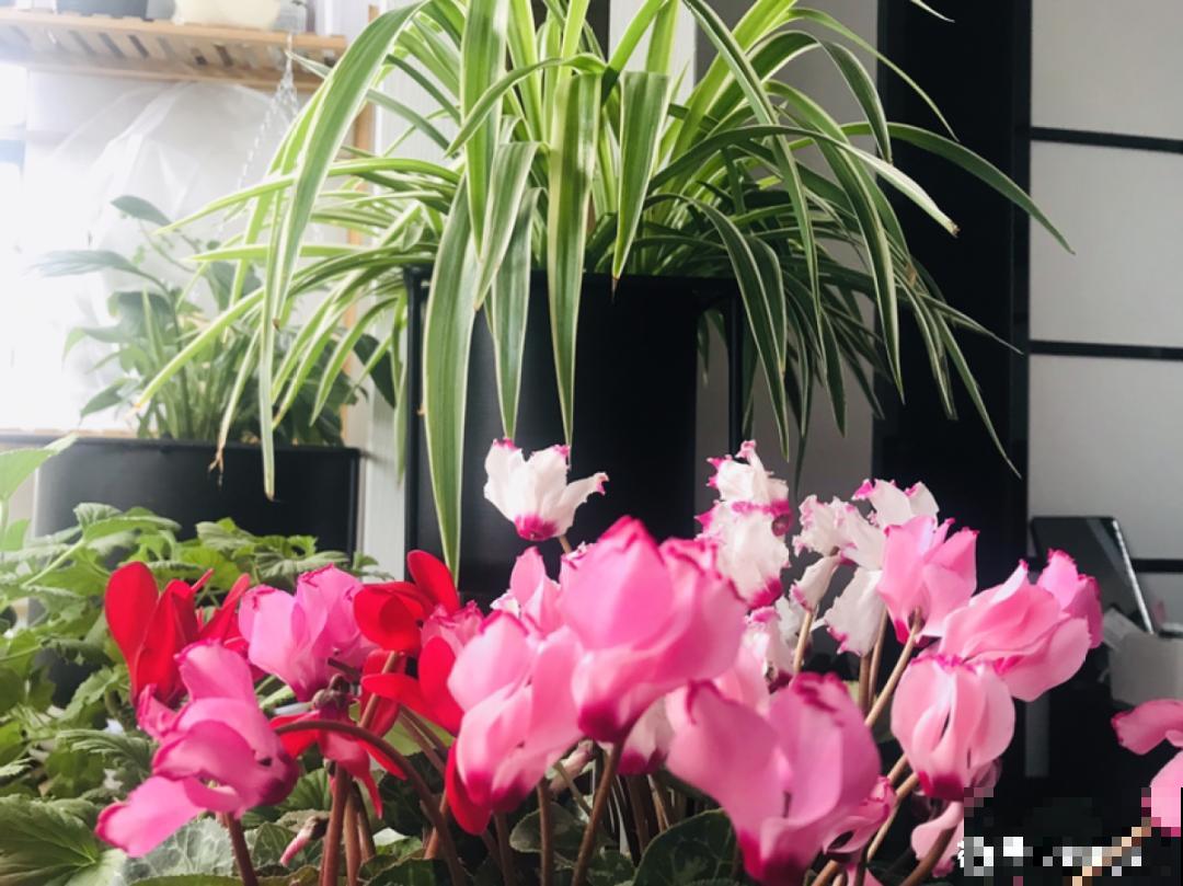 家里有这7种花,少浇水、不能晒,天热要休眠! 家里有这7种花,少浇水、不能晒,天热要休眠!