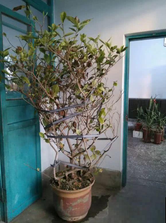 养这花，10年都不用换盆，照样养成传家宝