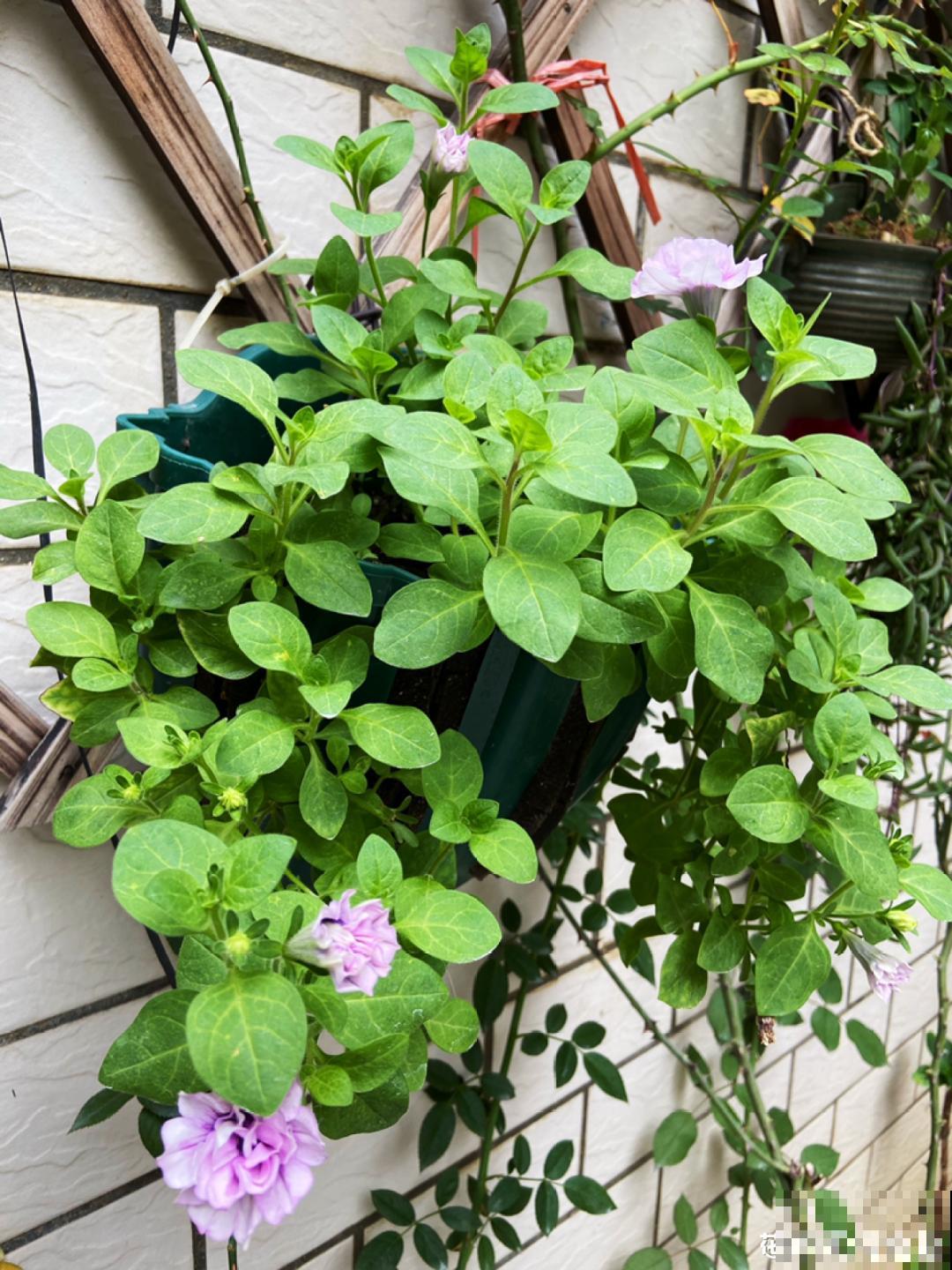 花盆里埋一捆电线，竟然再也不黄叶，花还蹭蹭开爆！