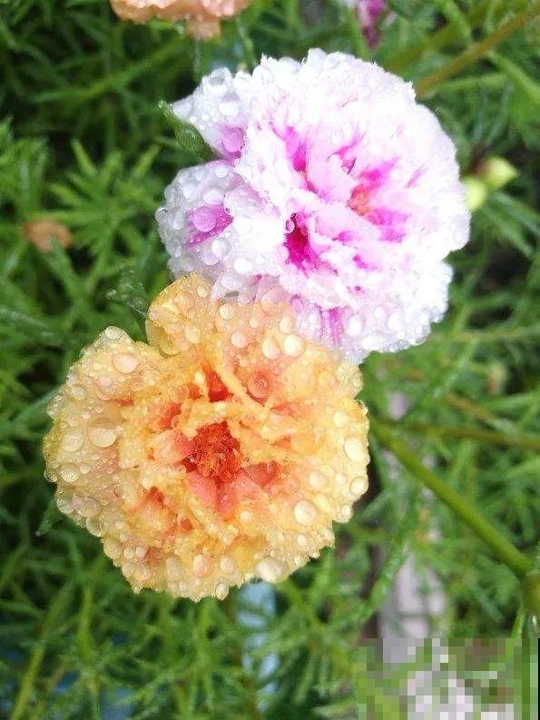 10种花,不怕风吹雨淋,不怕暴晒干旱,四季爆开花,堪称花坚强! 10种花,不怕风吹雨淋,不怕暴晒干旱,四季爆开花,堪称花坚强!