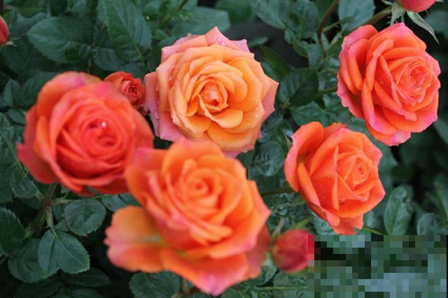 专属12星座的月季花,快看你的星座是什么月季吧! 专属12星座的月季花,快看你的星座是什么月季吧!