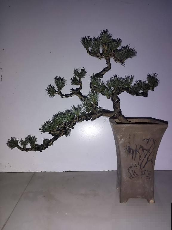 不适合老人养的7种花，身上带刺有危险，尽量不要碰