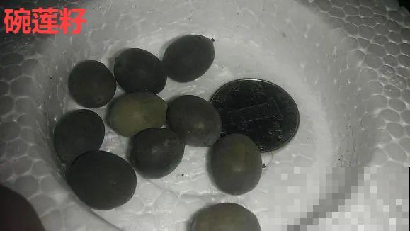 看到这些花,扭头就走,别买,谁买谁吃亏! 看到这些花,扭头就走,别买,谁买谁吃亏!