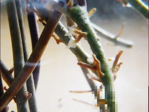 茉莉花扦插有机关，砍这一段枝条，插土里3天就活！