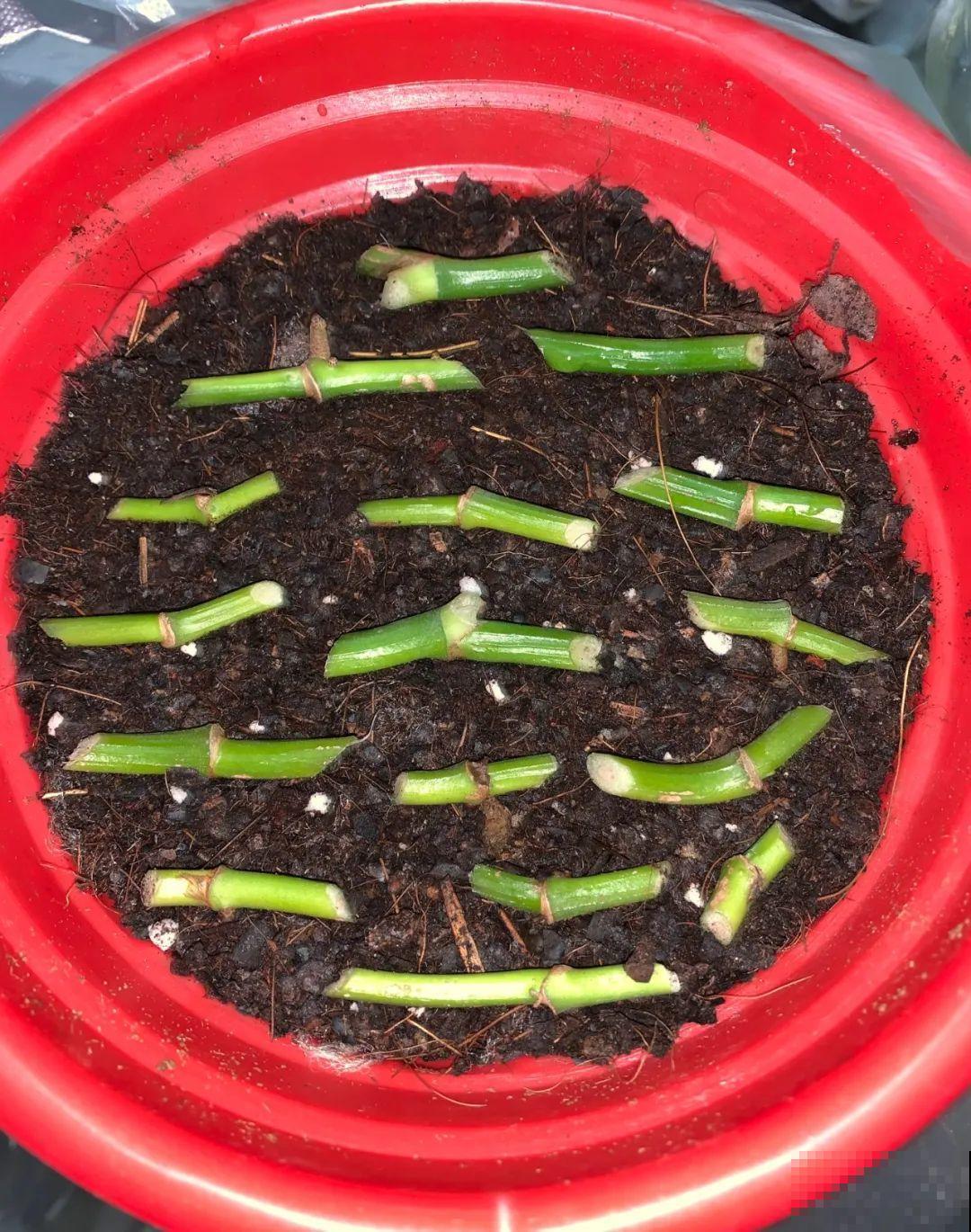 养花要狠得下心,枝条剁八段,呼呼长成新盆栽 养花要狠得下心,枝条剁八段,呼呼长成新盆栽