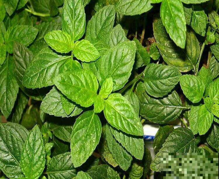 两种花组合在一起，净化空气效果好，居家养花必备