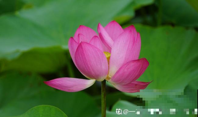 关于荷花,4个令人叹绝的冷知识,看完真长见识了! 关于荷花,4个令人叹绝的冷知识,看完真长见识了!