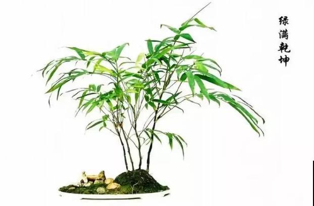 花盆里摆了个小东西，花长得更好看，朋友看了都想搬走！