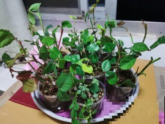 可以浇花的药,过期也要留着,保花不生虫、不生病! 可以浇花的药,过期也要留着,保花不生虫、不生病!