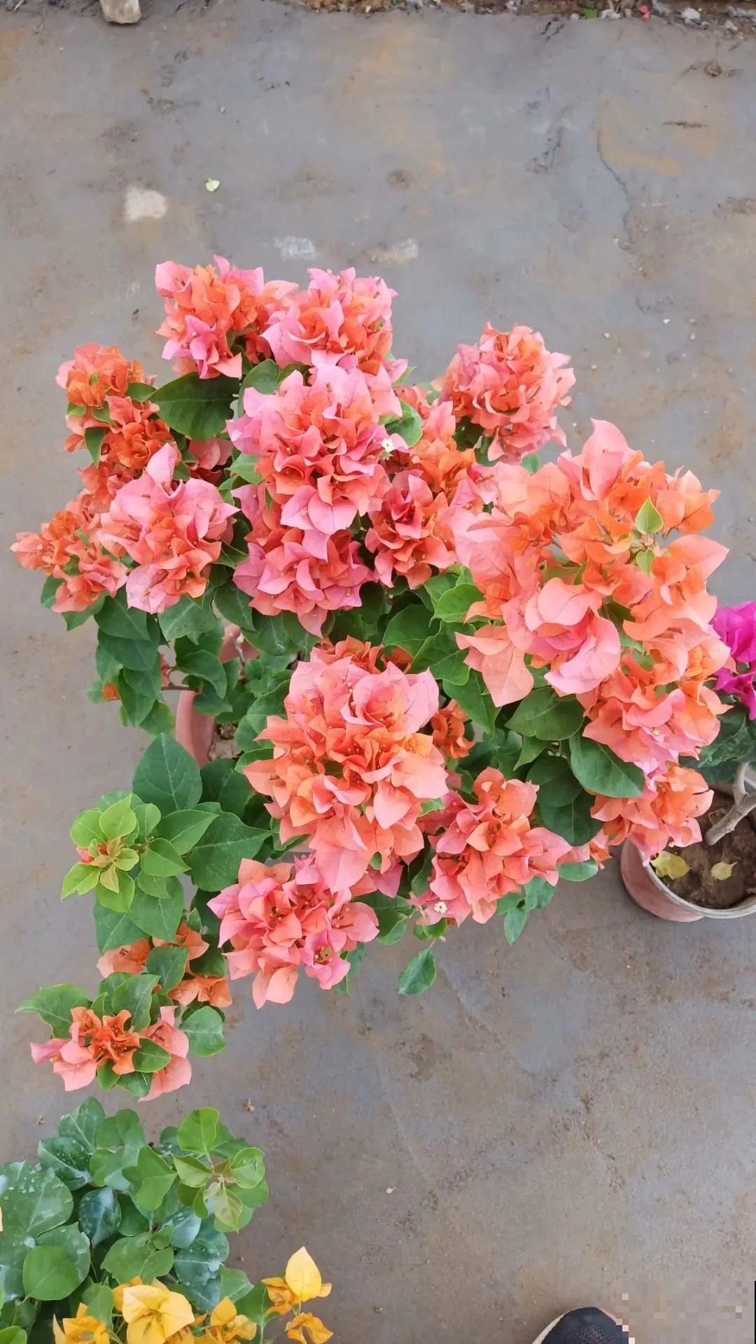 不用施肥打药,这花旱它几个月,疯狂爆花! 不用施肥打药,这花旱它几个月,疯狂爆花!