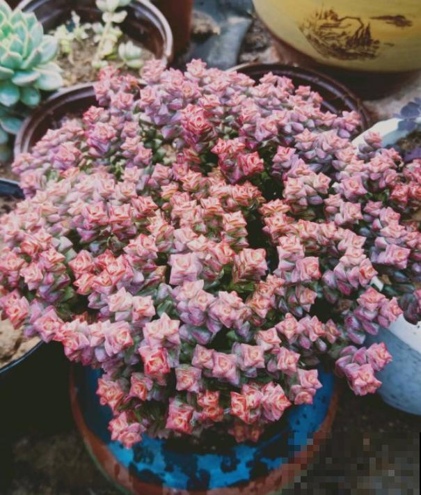 这种多肉，爆盆太可怕了，叶子多得往外溢！