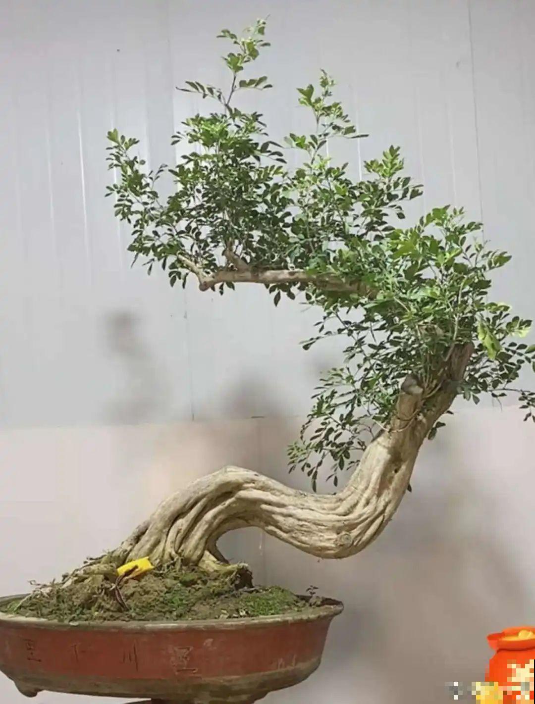 家里养盆松,代代出富翁,镇宅守家寓意好! 家里养盆松,代代出富翁,镇宅守家寓意好!