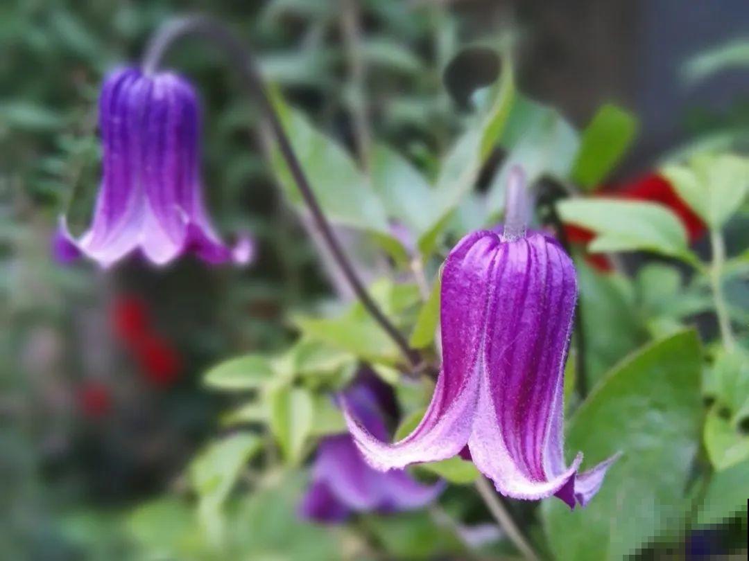 1种花现在剪,芽窜得更多,开出整面大花墙 1种花现在剪,芽窜得更多,开出整面大花墙