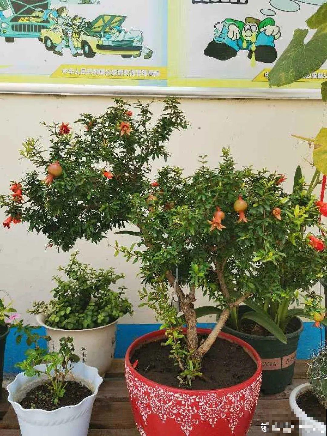 家里养盆松,代代出富翁,镇宅守家寓意好! 家里养盆松,代代出富翁,镇宅守家寓意好!