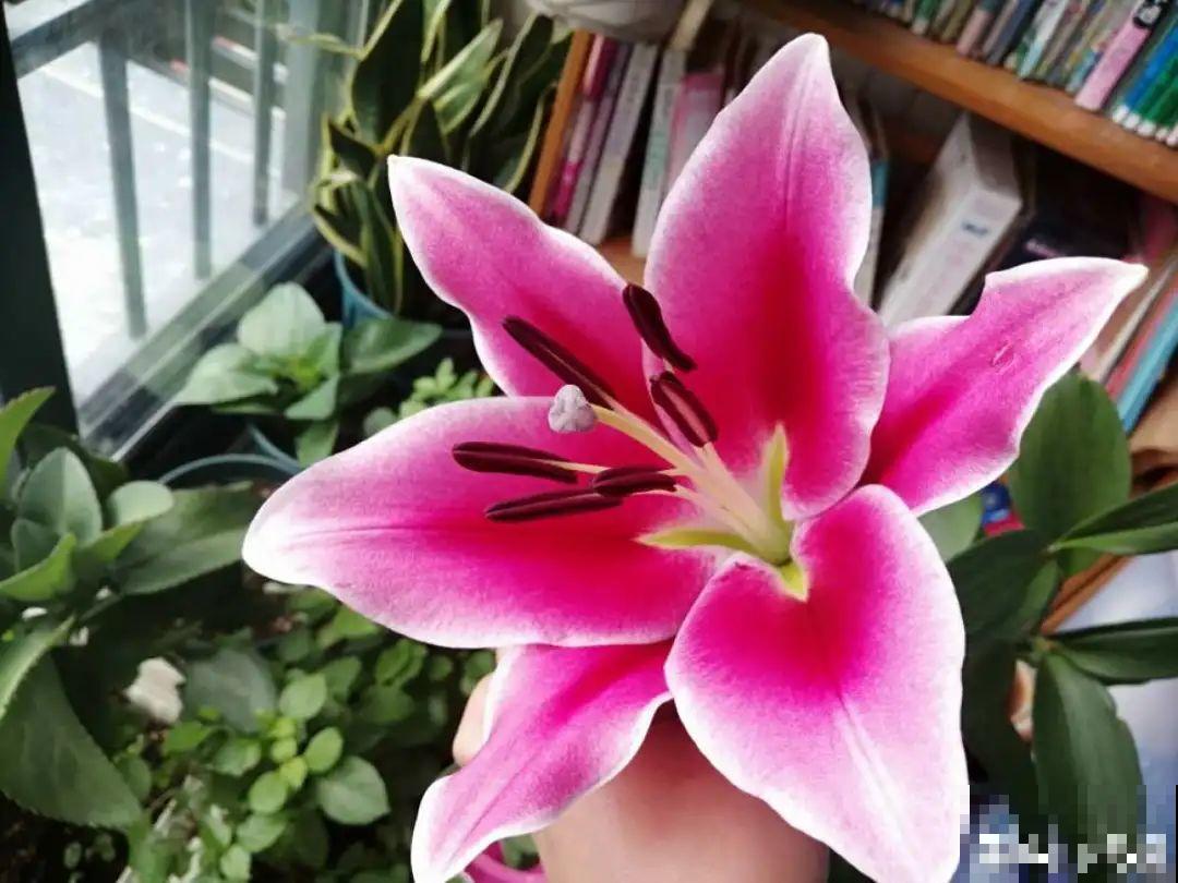 20种香水花,茶花排倒数,第一就是它! 20种香水花,茶花排倒数,第一就是它!