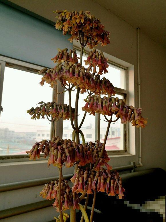 这花太能生崽,恨得用脚踩,结果越踩长得越多! 这花太能生崽,恨得用脚踩,结果越踩长得越多!