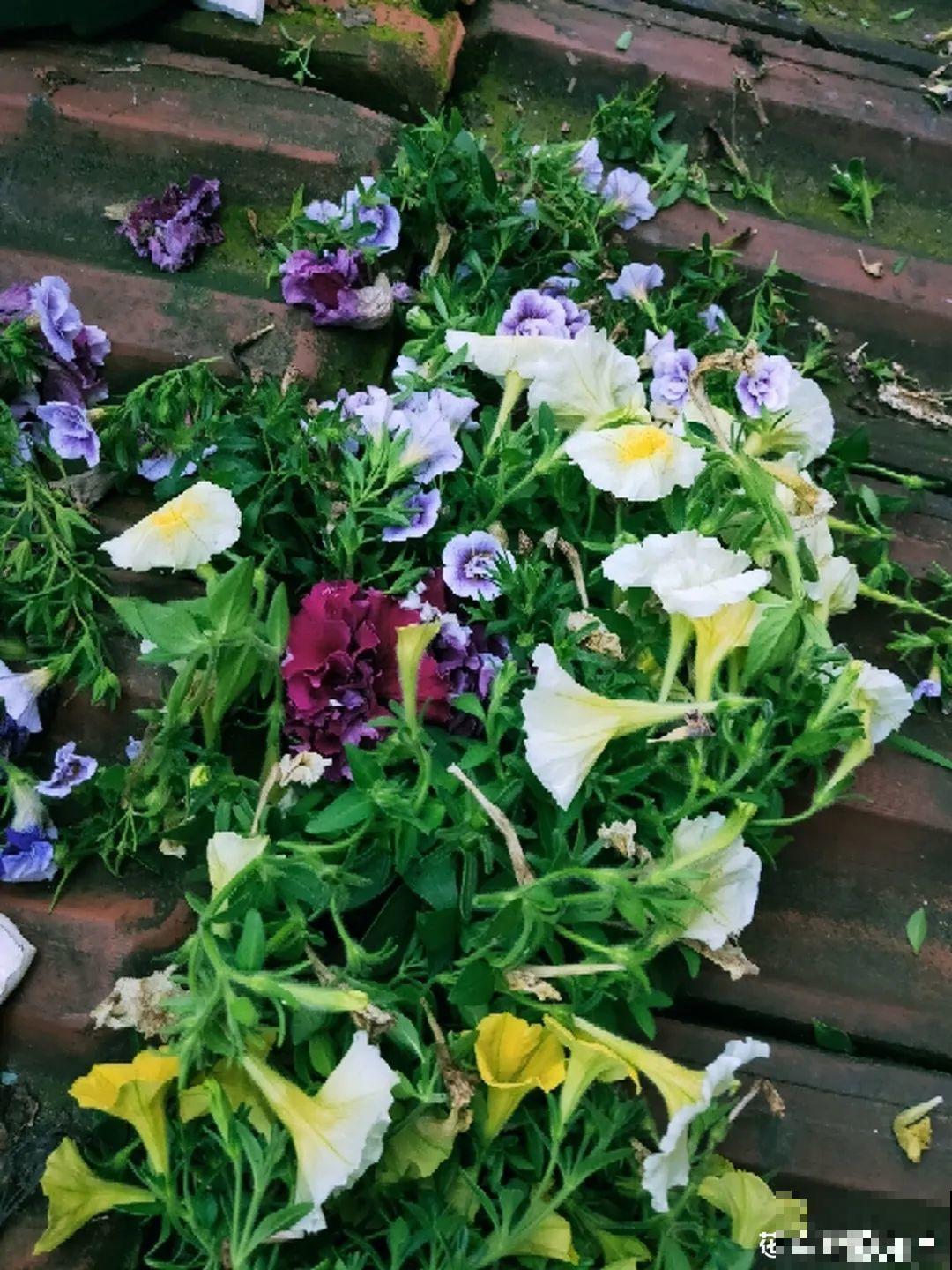 9种花,夏天剃个小平头,平平稳稳度夏天 9种花,夏天剃个小平头,平平稳稳度夏天