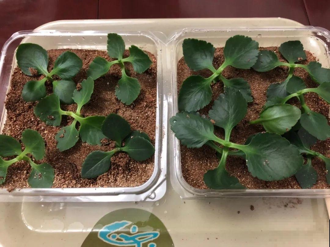 家里有这7种花,少浇水、不能晒,天热要休眠! 家里有这7种花,少浇水、不能晒,天热要休眠!