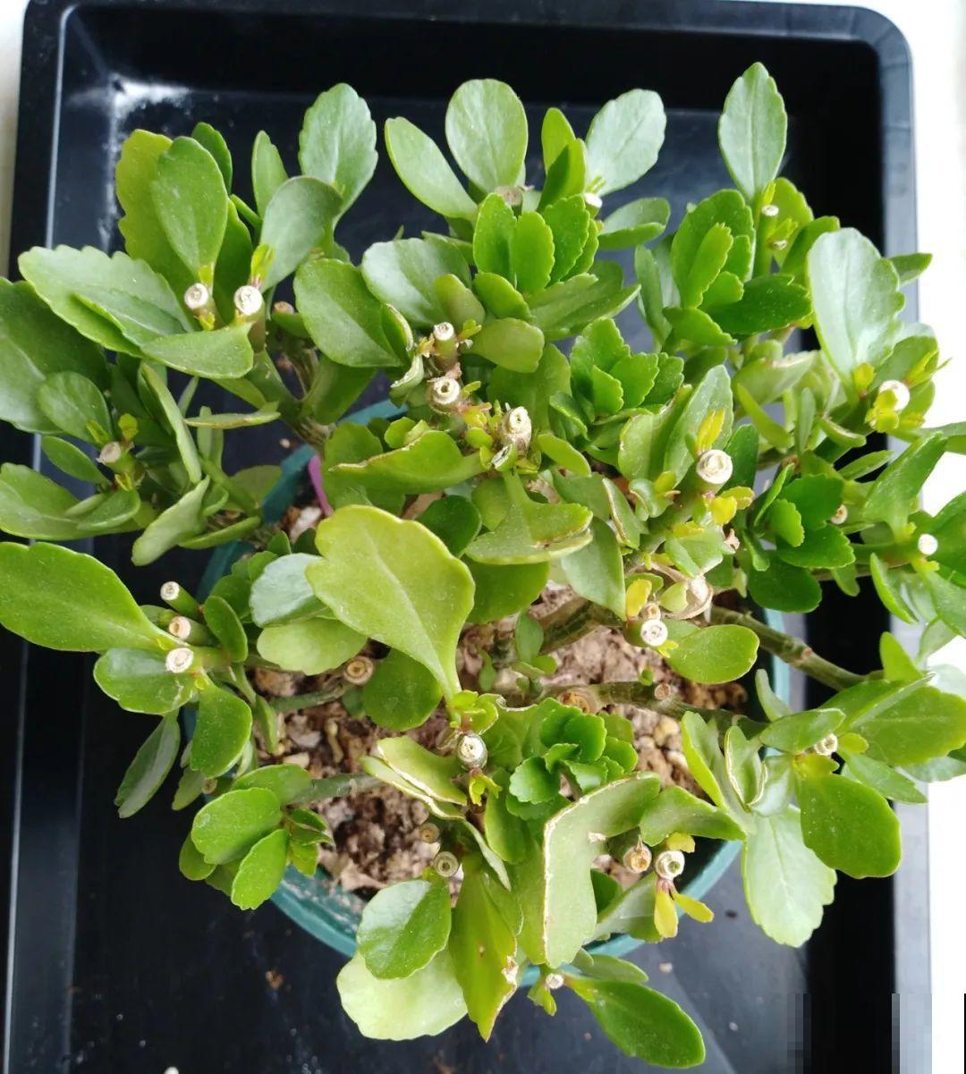 周末去花市捡漏，这花竟然1块钱1棵，赶紧买！