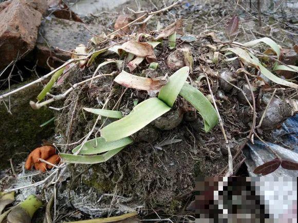 养这花，10年都不用换盆，照样养成传家宝