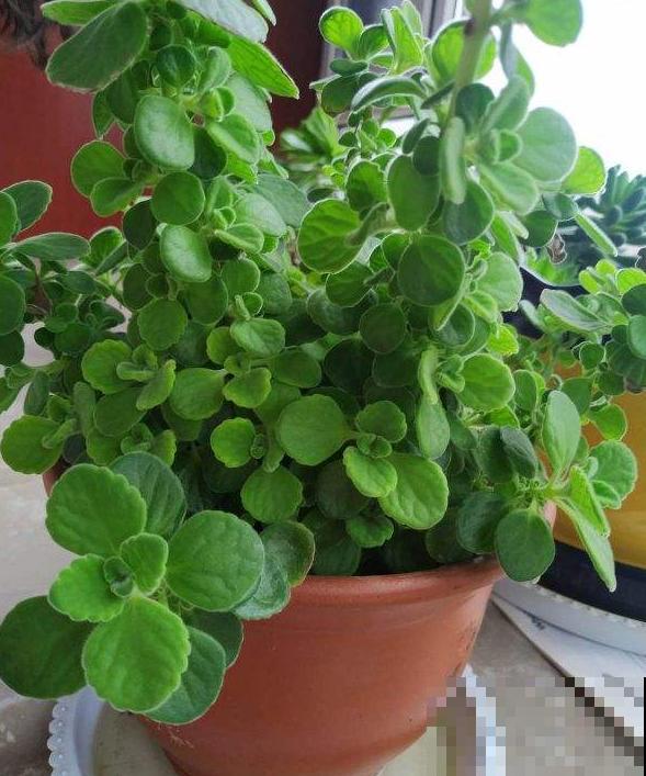 6种香草植物，驱蚊效果特别好，还能泡茶喝！