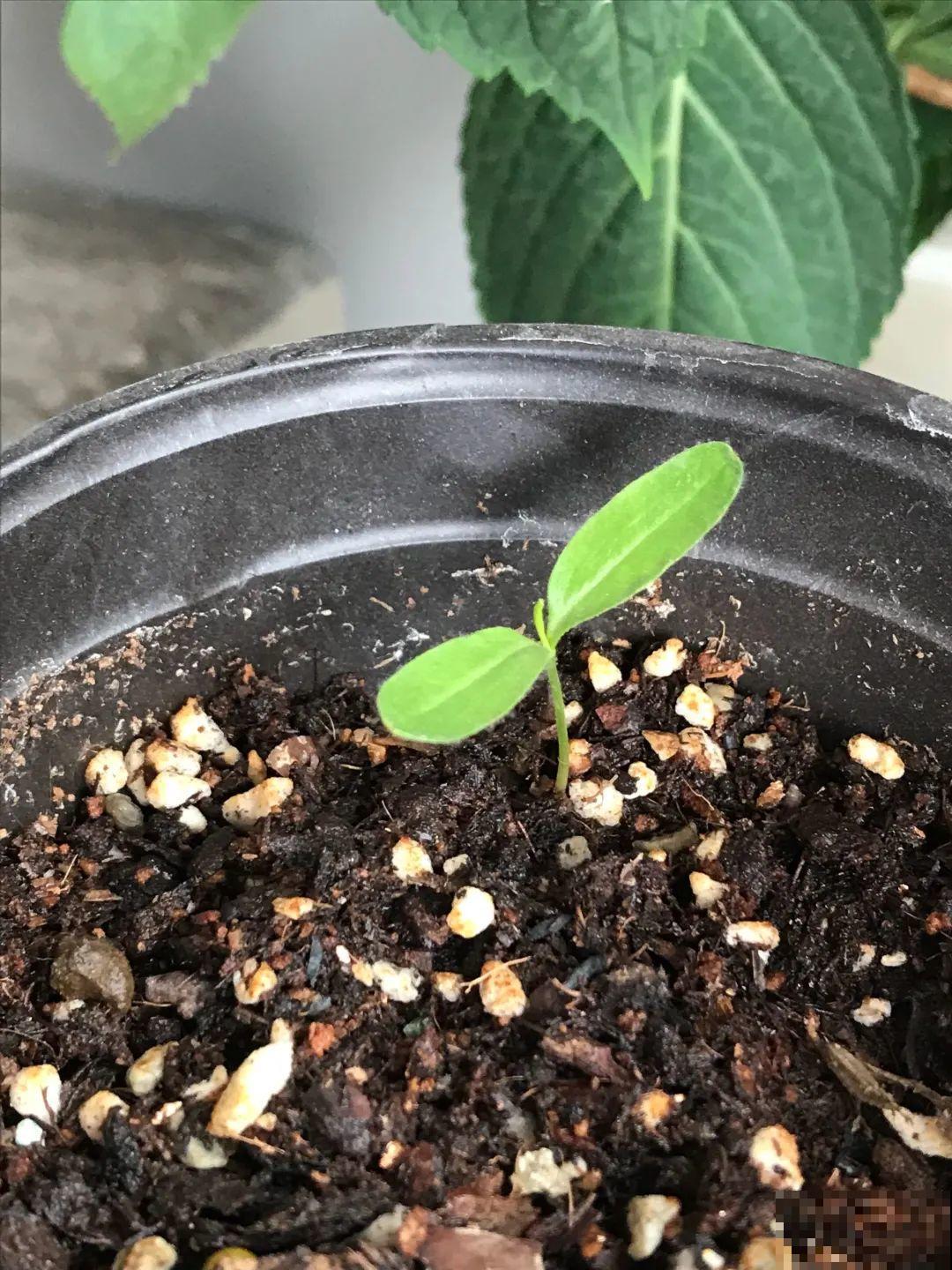 15种花繁殖力强，种子扔土里，呼呼冒出一大片