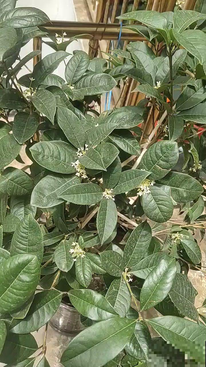 两种花组合在一起，净化空气效果好，居家养花必备